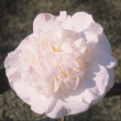 Nora lawson